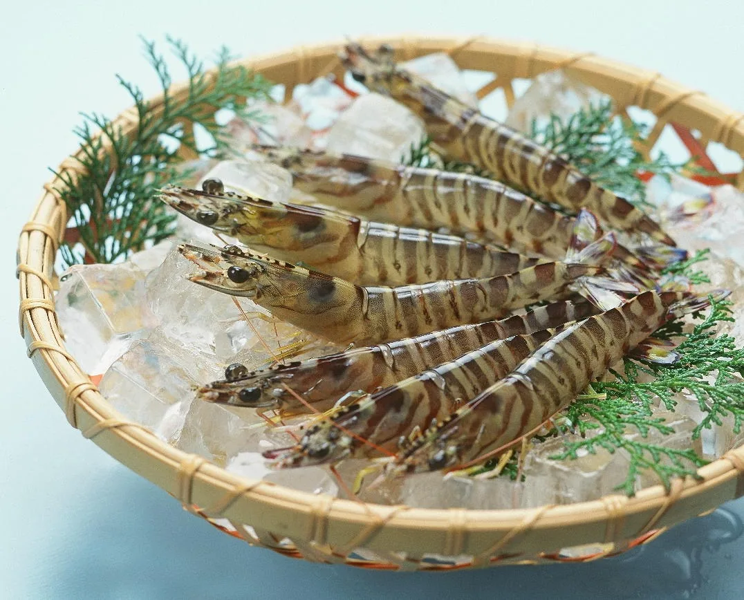 甲殻・軟体系 画像
