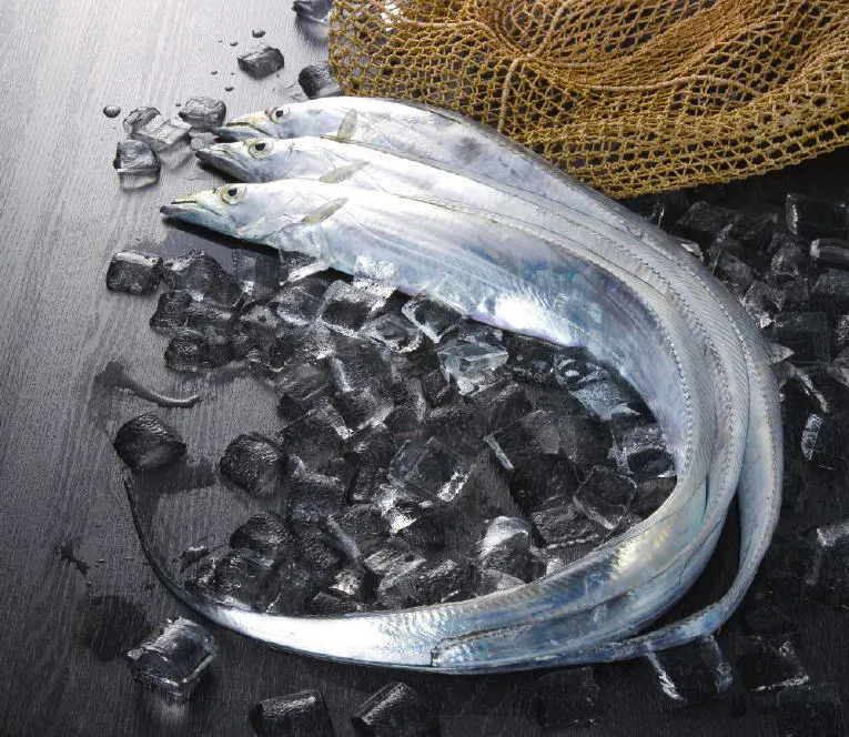 青物・光物系 画像