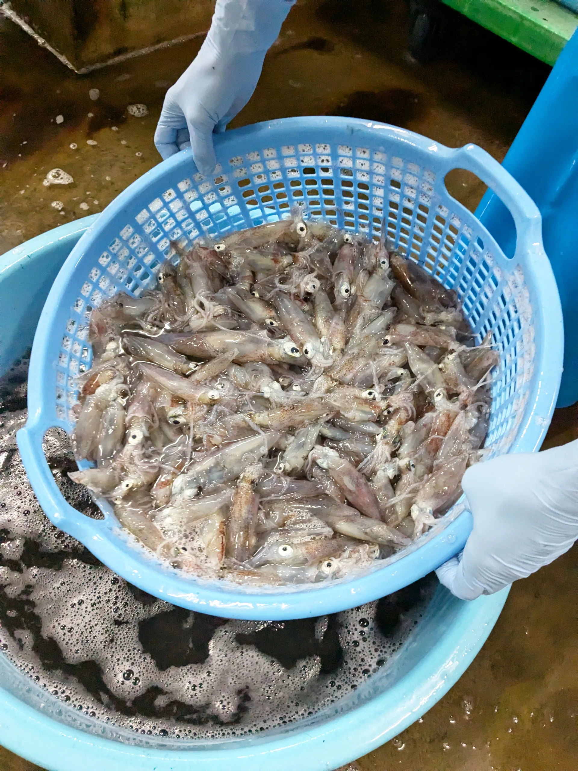 水産加工1